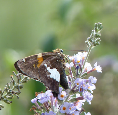 silver-spotted skipper