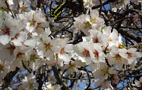 FLORES DE ALMENDRO EN LA QUINTA DE LOS MOLINOS