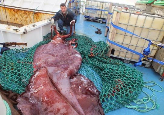 http://www.usatoday.com/story/news/world/2014/09/16/colossal-squid-exam/15715321/