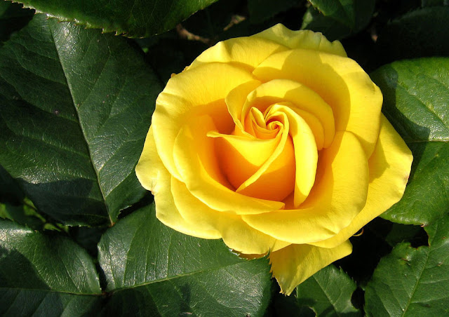 yellow-roses-hd-images