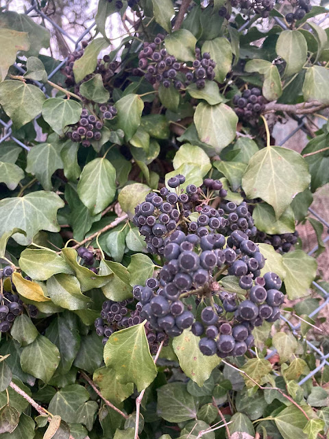 Hedera helix