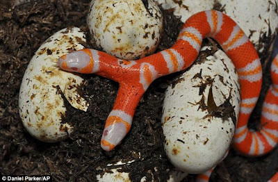 Ular Albino Berkepala Dua di Florida Heboh ... Ular Albino Berkepala Dua Muncul di Florida