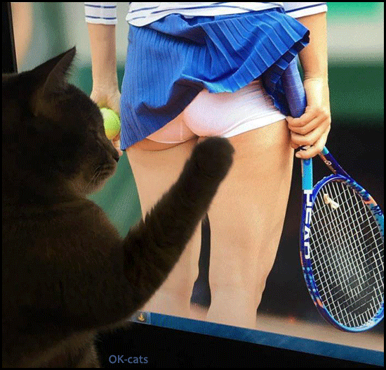 Art Cat GIF • Pervert cat is touching female tennis player butt. Naughty Kitty [ok-cats.com]