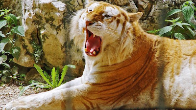 Beautiful Golden Tabby  Tiger Seen On www.coolpicturegallery.us