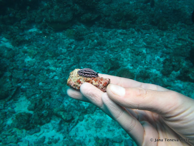 Nudibranches Underwater Similan