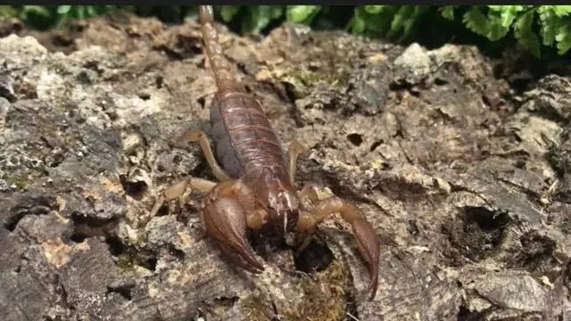 Top 10 Most Dangerous Scorpions in the World