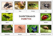 ANIMALES INVERTEBRADOS