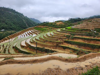 Terraced rice fields