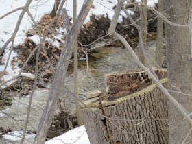 cut ash stump with a stream in the background