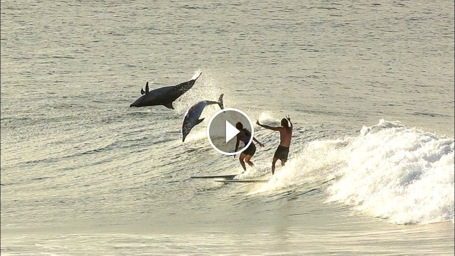 Surfing With Dolphins 2