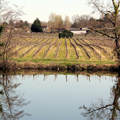 Vineyard on the Lot river.