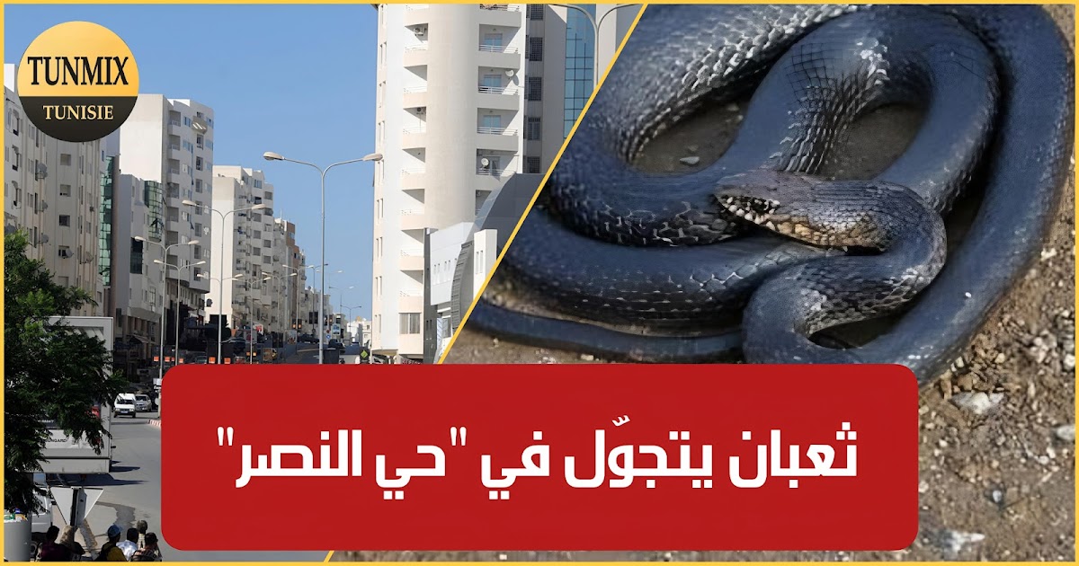 بالفيديو / تونسية تستغيث :"تفرجو يا ناس حنش خطير يحوّس في حي النصر.."