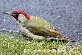 Green Woodpecker feeding on ants