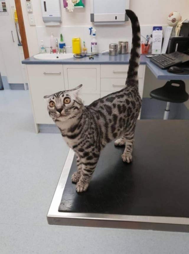 Funny cats - part 339, cat picture, cat gif, cute cats