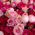 Flowers to Brighten Your Monday - Roses