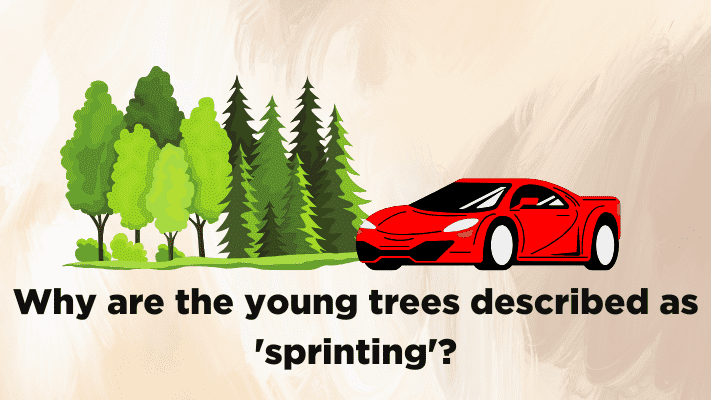 Why are the young trees described as sprinting?