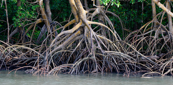 manglar-seeds-of-beauty