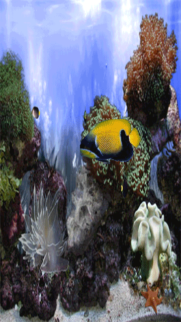  Gambar  34 Animasi Bergerak Ikan Air Laut  Gambar  Lucu Gif  