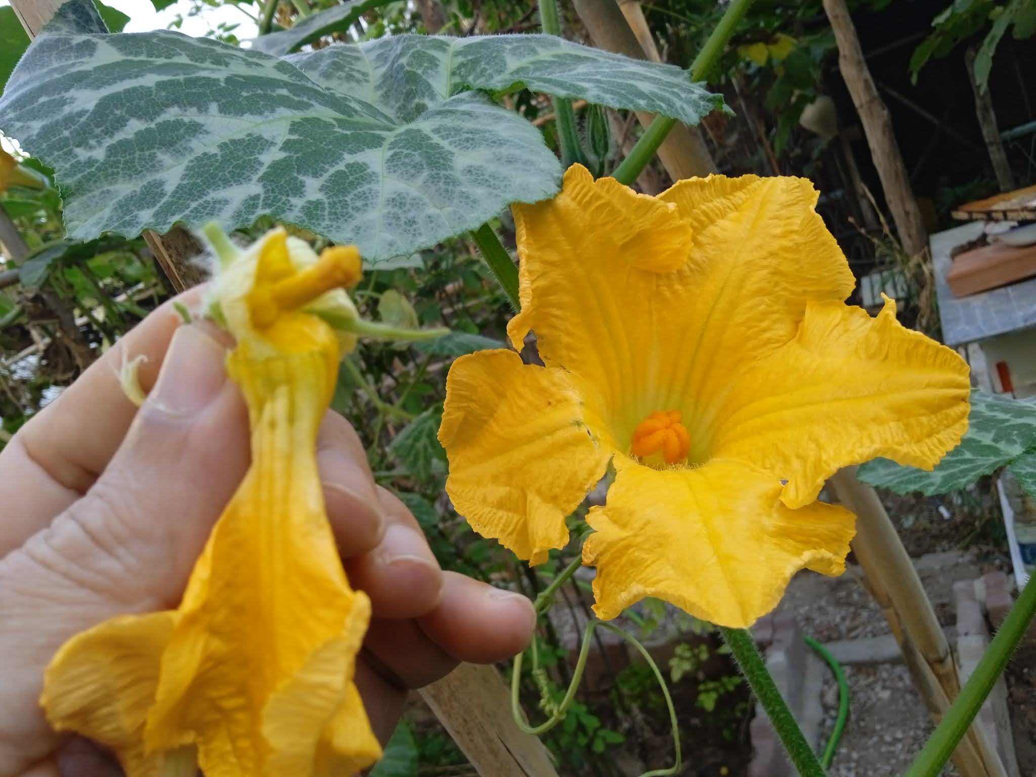 Hand pollinating squash isn’t a difficult task, but it can be tedious. The first important step of hand pollination is to make sure your plants are producing both male and female flowers.When pollination isn’t happening naturally in your garden, it’s up to you to transfer that pollen.