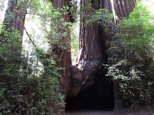 Day 14 - Pacific Coast Highway (2)