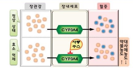 약의 흡수