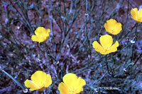 California poppy, Eschscholzia californica