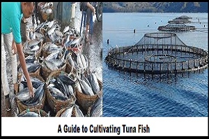 The Miracle of Tuna: A Guide to Cultivating Tuna Fish