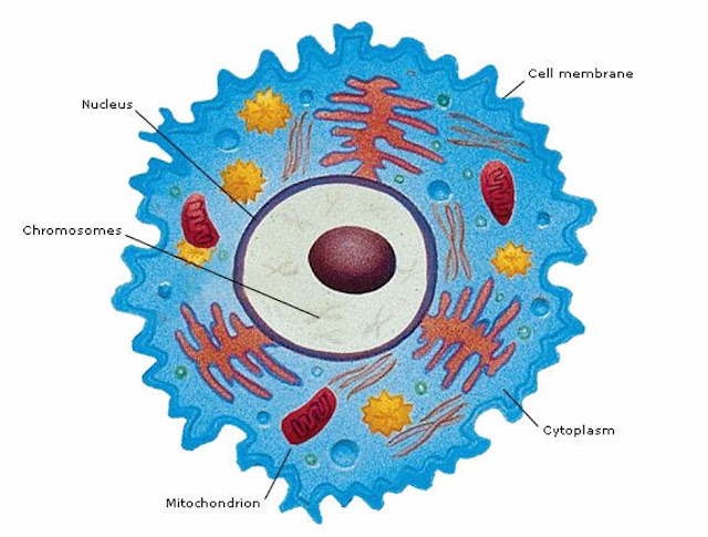 image of cell with mitochondria