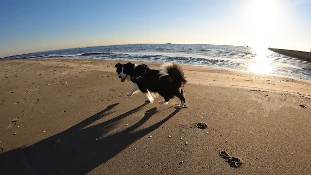 保護犬 ボーダーコリー トーマ