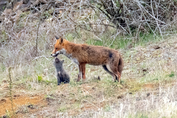 Foxes