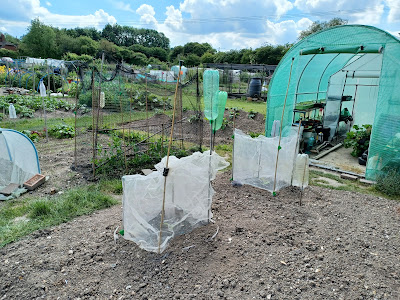 Protected courgette