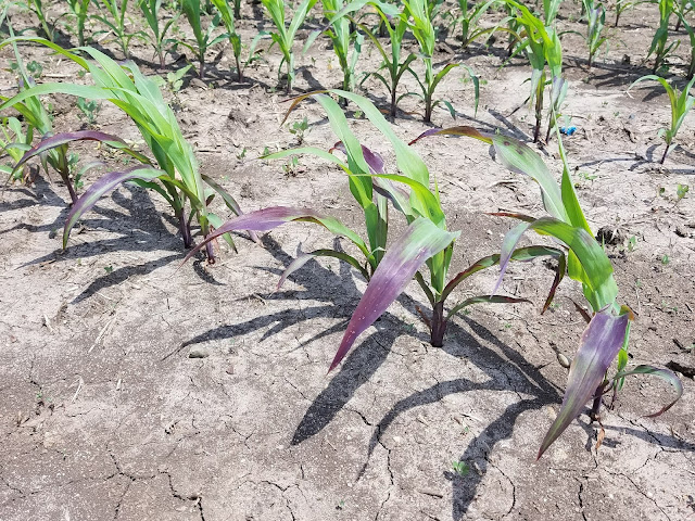 phosphorus deficiency corn