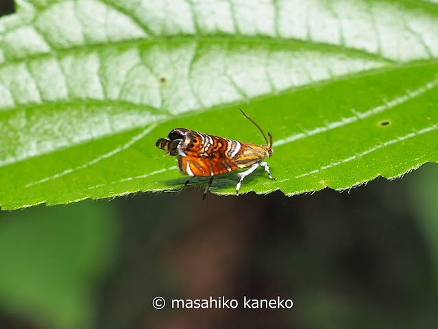 オオナミモンマダラハマキ