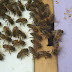 Washboarding - Housework for Bees