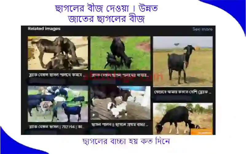 ছাগলের বীজ দেওয়া । উন্নত জাতের ছাগলের বীজ