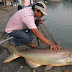 Inilah 5 Umpan Rahasia Memancing Ikan Patin, Belum Banyak Orang Tahu