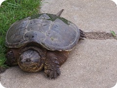 Scary turtle is scary