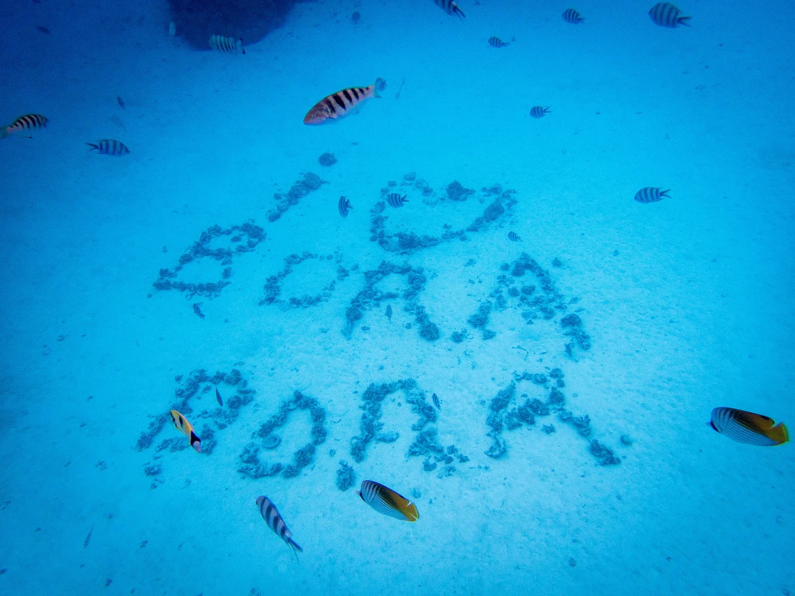 Aquarium Snorkeling Location @ Bora Bora, Tahiti