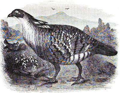 [pinnated grouse, 1864 rendition]