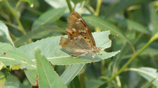 Apatura ilia f. ilia (male) DSC20677