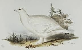 White tailed Ptarmigan