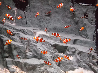 Clown Fish