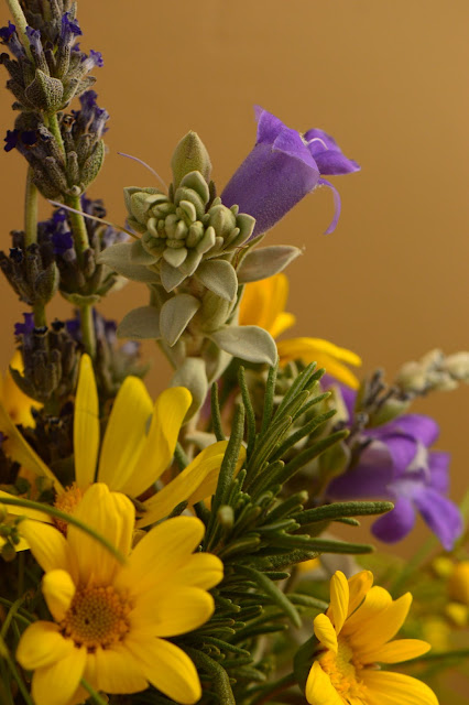  desert garden, small sunny garden, amy myers, photography, monday vase