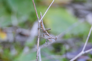 mantis saltadora-apteromantis aptera-mantis enana-mantis en rama. jpg