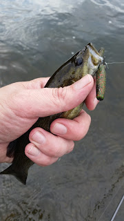 potomac smallmouth