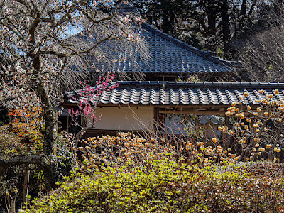 Spring garden: Jochi-ji