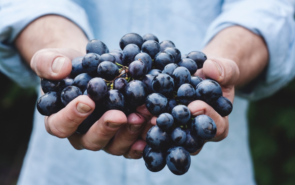 https://www.saintmaximeantony.org/2018/09/fruit-de-la-vigne-et-du-travail-des.html