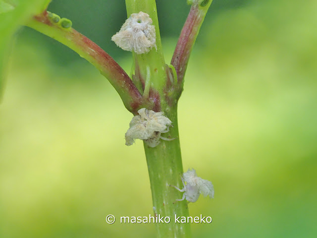 チュウゴクアミガサハゴロモ　若虫