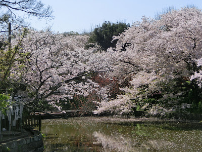  源氏池の桜