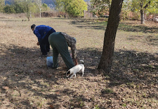 Picking up fallen fruit